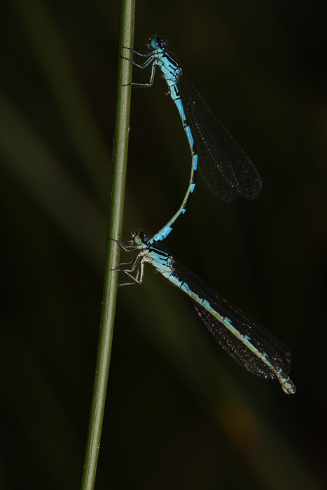 Vogel-Azurjungfer (Coenagrion ornatum) - © Brigitte Komposch